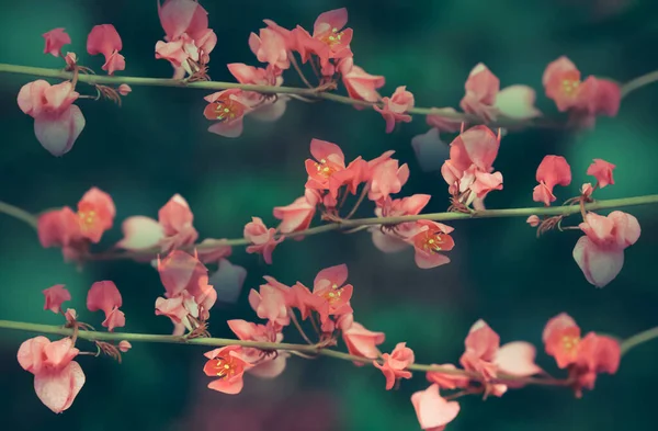 緑の背景を持つソフトフォーカスピンクの花 — ストック写真