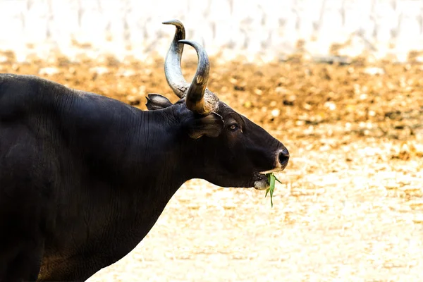 Banteng — Stockfoto