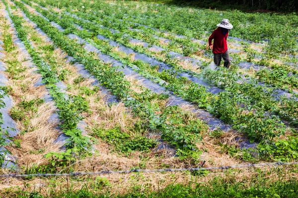 Pulverización de pesticidas —  Fotos de Stock