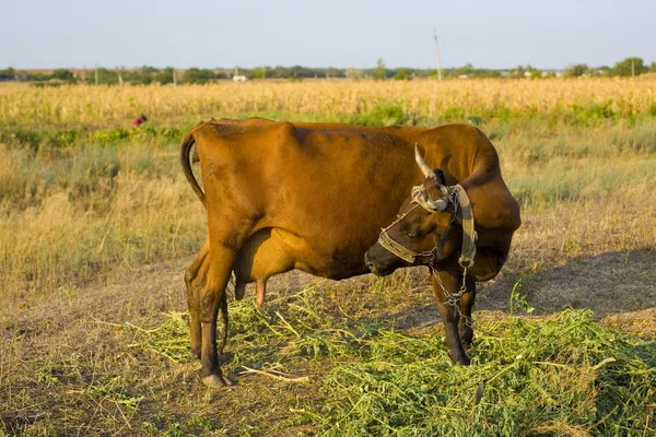 Inek bir çayır sıyrılmak — Stok fotoğraf