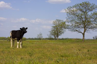 inek bir çayır sıyrılmak