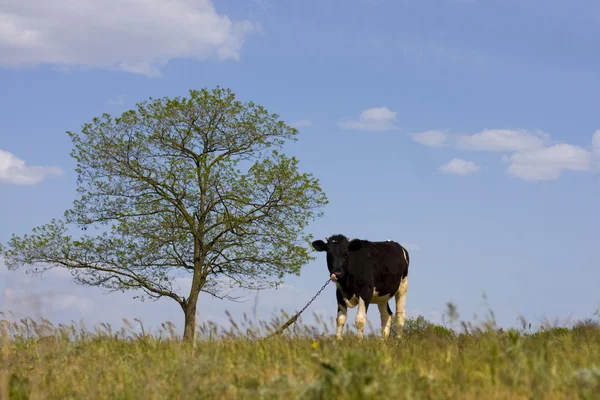 La vaca es pastada en un prado — Foto de Stock