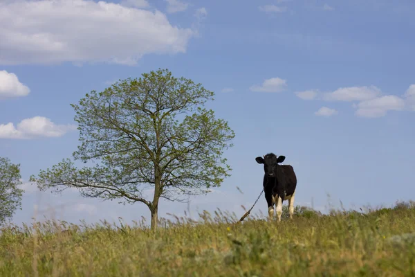 牛放牧的草地上 — 图库照片