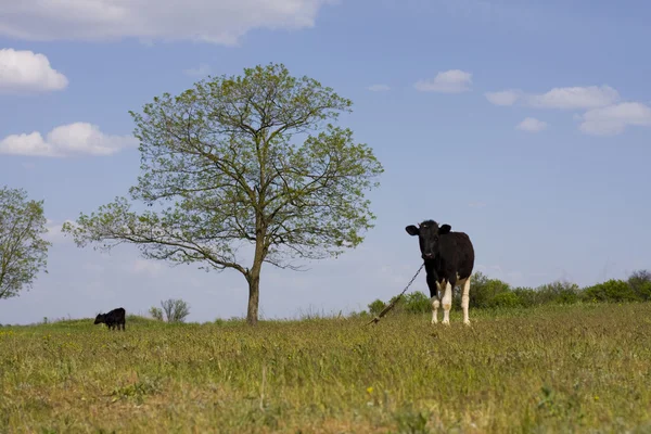 Inek bir çayır sıyrılmak — Stok fotoğraf