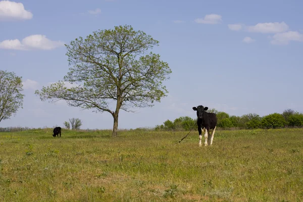 Inek bir çayır sıyrılmak — Stok fotoğraf