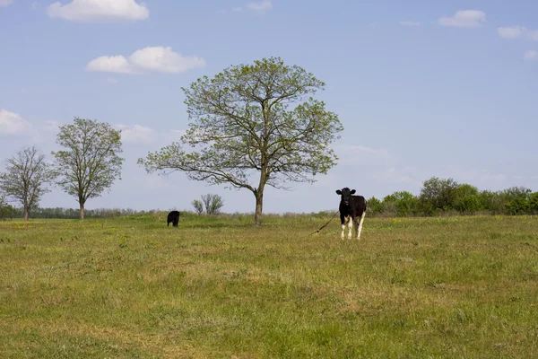 วัวถูกแกะสลักบนทุ่งหญ้า — ภาพถ่ายสต็อก