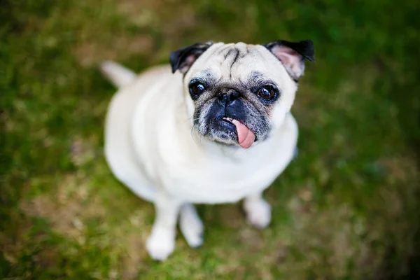 şirin pug köpek