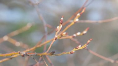 ağaç dalları genç tomurcukları ile