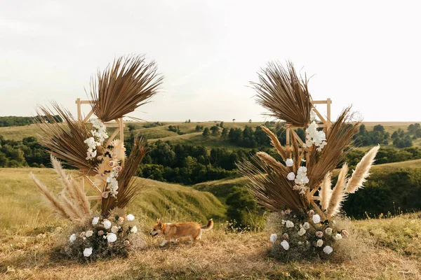 The dog runs near the wedding arch, wedding, wedding moment, decorations, decor, wedding decorations, flowers, chairs, outdoor ceremony, flower bouquets. High quality photo
