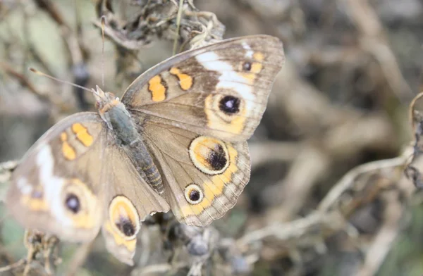 Grunge buckeye — Stok fotoğraf