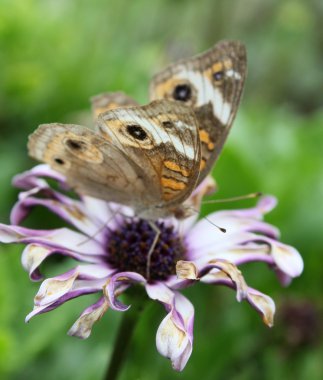 soluk buckeye