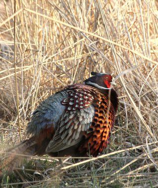fırfır yakalı sülün