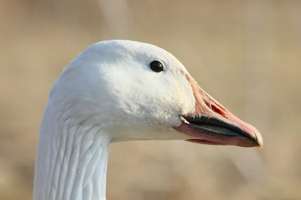 Sunny snow goose — Stock Photo, Image