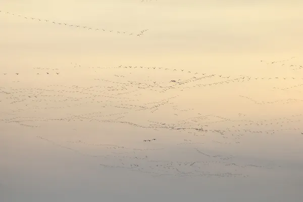 Snow geese & tundra swans — Stock Photo, Image