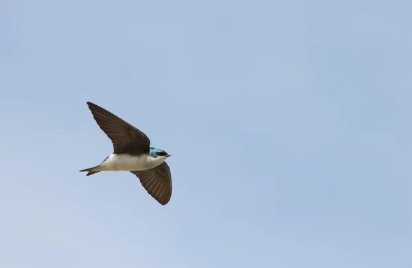 Little bird soaring — Stock Photo, Image