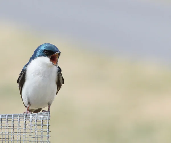 Angry little bird — Stock Photo, Image