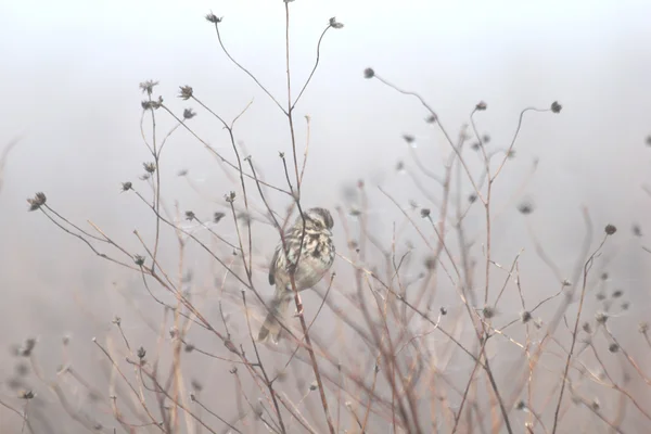 Sparrow in weeds — Stock Photo, Image