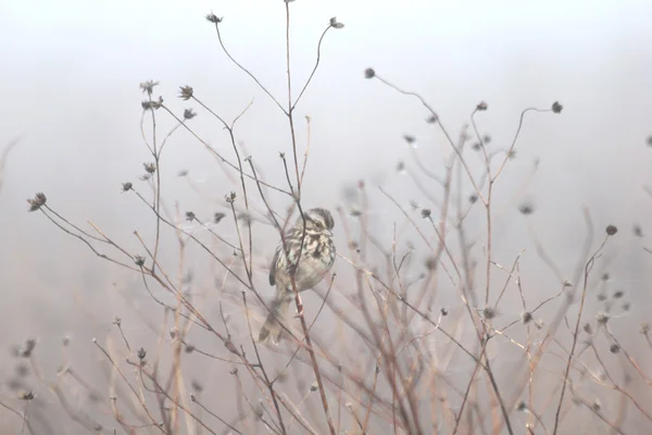 Moineau dans les mauvaises herbes — Photo