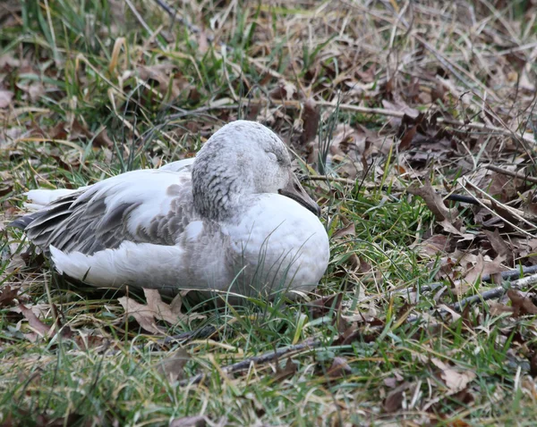 Sleepy snow goose — Stock Photo, Image