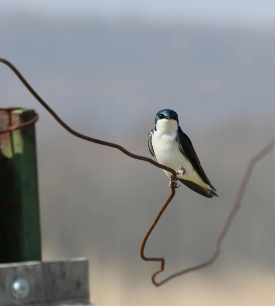 Pájaro cantor en un alambre — Foto de Stock