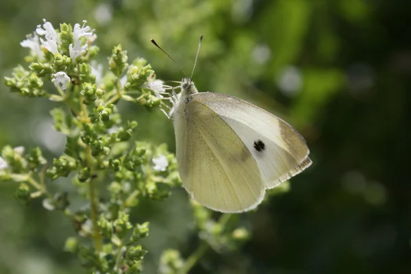 Borboleta pequena — Fotografia de Stock