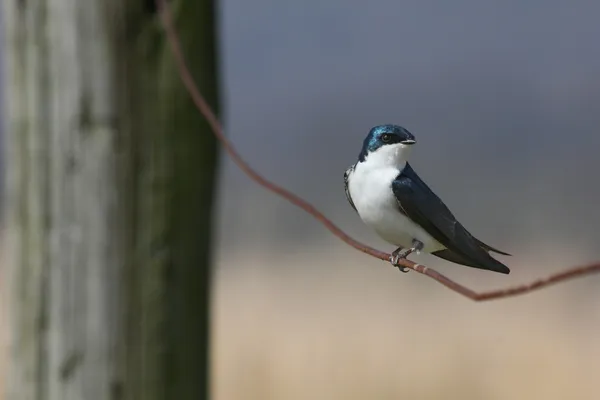 Songbird on wire — Stock Photo, Image