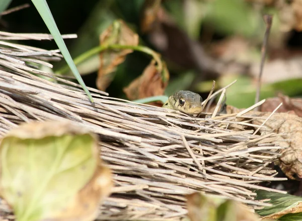 Thamnophis elegans en bezem — Stockfoto