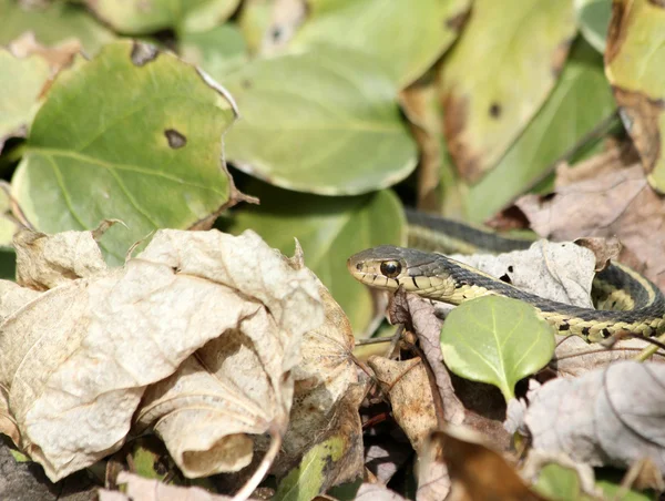 Cobra de liga em folhas — Fotografia de Stock