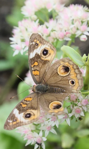 Faded buckeye — Stock Photo, Image