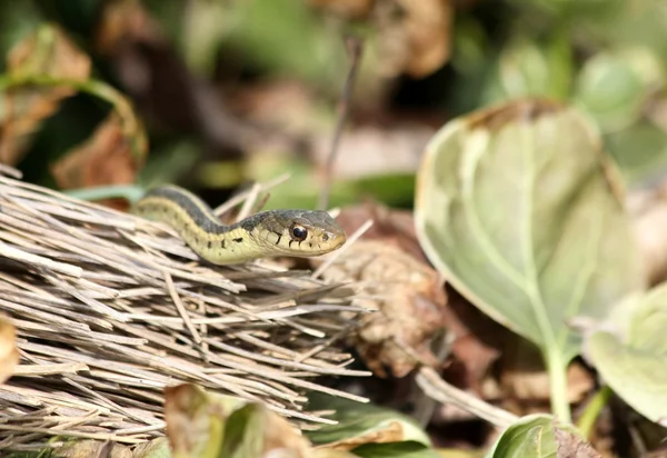 Garter snake and broom — Stock Photo, Image