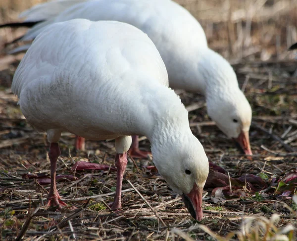 Two snow geese — Stock Photo, Image