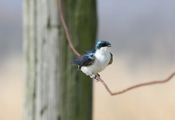 Portrait of songbird on a wire fence — Stock Photo, Image