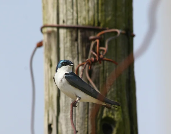 Songbird and tangled wire — Stock Photo, Image