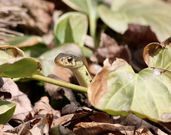 Peeking garter snake — Stock Photo, Image