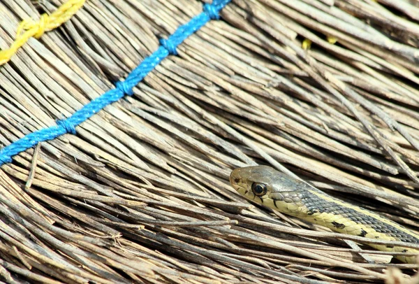 Garter snake and broom — Stock Photo, Image