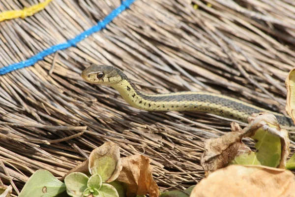 Garter snake and broom — Stock Photo, Image