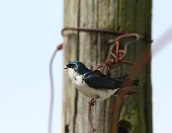 Little bird singing — Stock Photo, Image