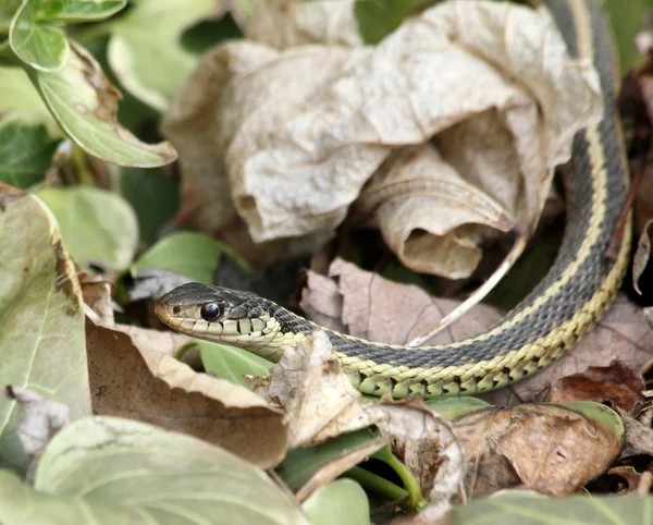 Garter snake in leaves — Stock Photo, Image