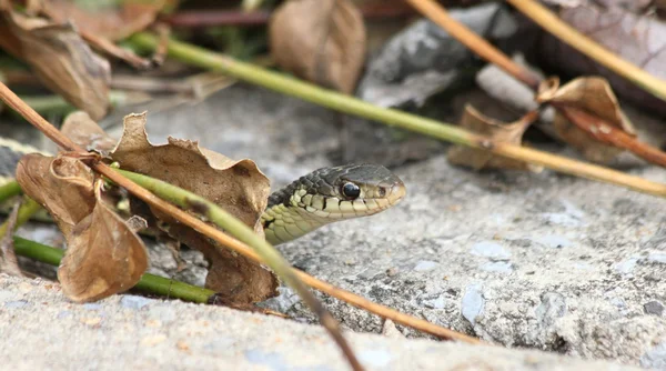 Garter snake peek — Fotografia de Stock