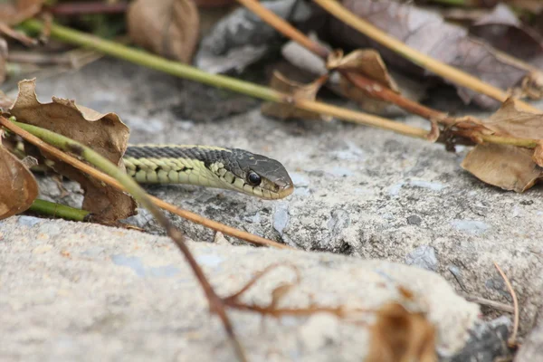 Garter snake peek — Stock Photo, Image