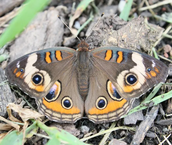 Buckeye e detritos — Fotografia de Stock