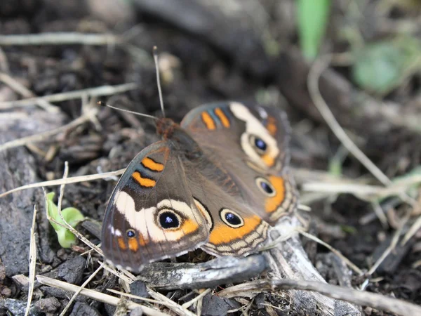 Buckeye e detritos — Fotografia de Stock