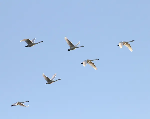 Cisnes tundra en el crepúsculo — Foto de Stock