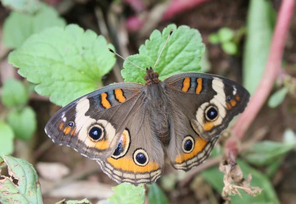 Buckeye in foglie — Foto Stock