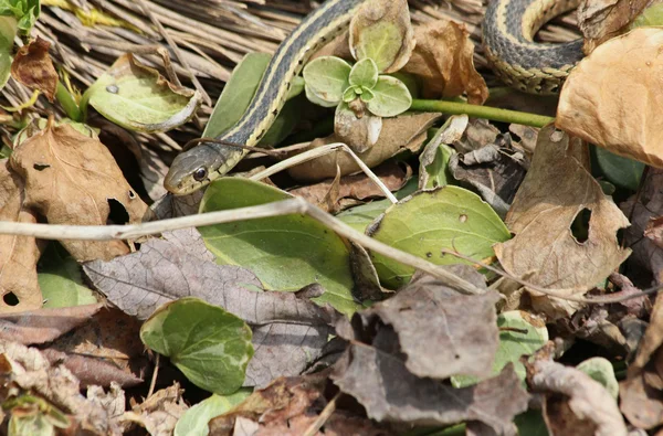 Garter snake in leaves — Stock Photo, Image