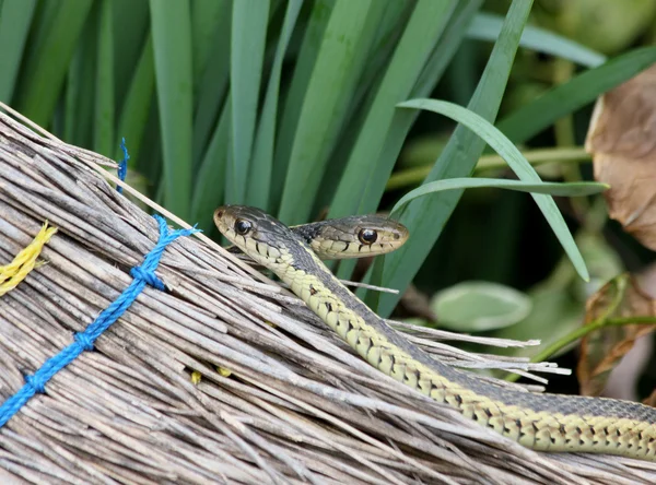 Garter snakes and broom — Stock Photo, Image