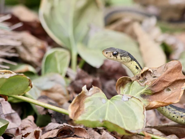 Peeking garter snake — Stock Photo, Image