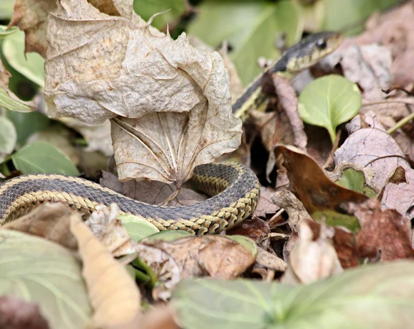 Garter snake in leaves — Stock Photo, Image