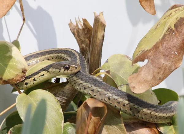 Climbing garter snake — Stock Photo, Image