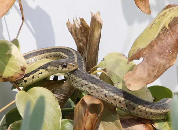 Thamnophis horolezecké — Stock fotografie